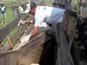 Vacinação contra aftosa na Raposa Serra do Sol em Roraima (Foto: Manoel Estrella )