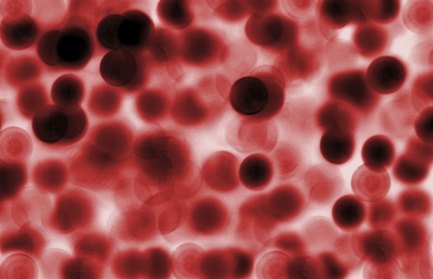 Células sanguíneas (Foto: Thinkstock)