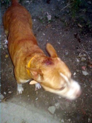 Cão atacou menina e foi depois levada atá o Centro de Zoonoses (Foto: Reprodução/TV Tribuna)