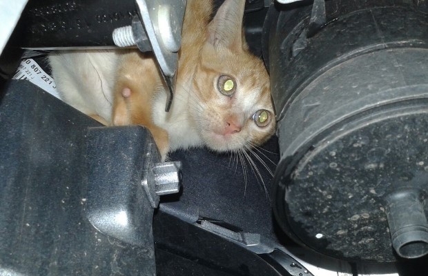 Gato estava escondido próximo ao radiador do carro, em Caldas Novas, Goiás (Foto: Divulgação/ Corpo de Bombeiros)