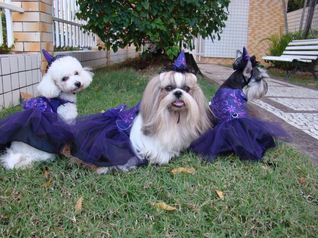 Halloween dos cachorros em Fortaleza (Foto: Narriman Borges/Arquivo pessoal)