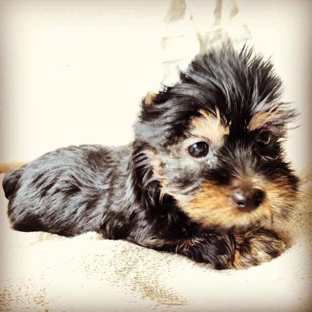 O cachorro de Andressa e Nasser (Foto: Instagram/Reprodução)