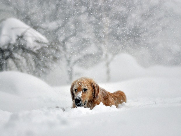 Sydney, um cão de seis anos da raça Golden retriever, atravessa rua coberta de neve no subúrbio de Lakeview, em Buffalo, NY (Foto: John Normile/Getty Images/AFP)