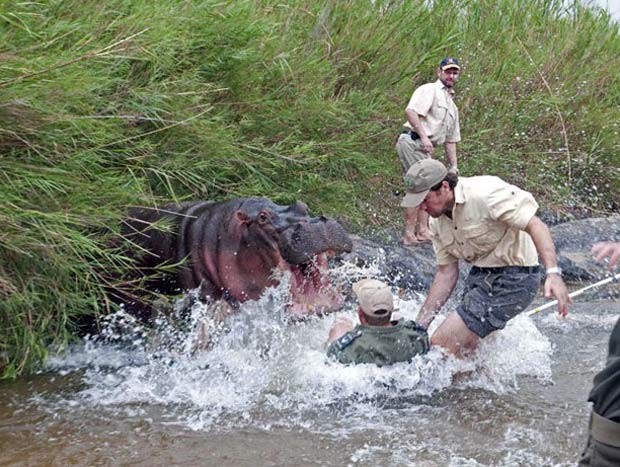 Em 2010, o veterinário Markus Hofmeyr quase levou uma mordida de um hipopótamo no Parque Nacional Kruger, em Mpumalanga, na África do Sul. O animal ficou agitado e atacou Hofmeyr, que foi salvo após o colega Nico de Bruyn agarrá-lo pelo braço e puxá-lo de perto do gigante enfurecido. (Foto: Peter Buss/Barcroft Media/Getty Images)
