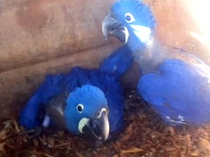 Arara azul Uberaba (Fot Reprodução/TV Integração)