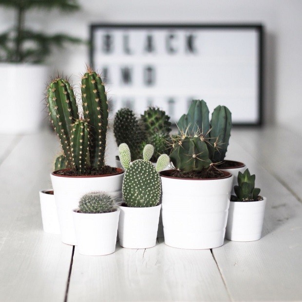 9 plantas pequenas para decorar o seu quarto  (Foto: Divulgação)