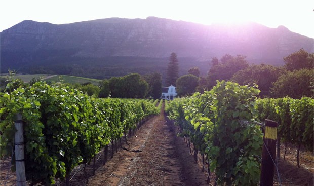 Vinícola na Península do Cabo. Os vinhos de uvas  Pinotage e Chenin Blanc são os mais renomados entre os produzidos no país (Foto: Dennis Barbosa/G1)