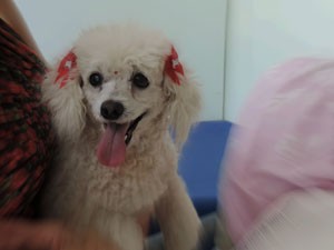 A cadela Pink durante visita ao hospital (Foto: Jurema Martirena/Arquivo Pessoal)