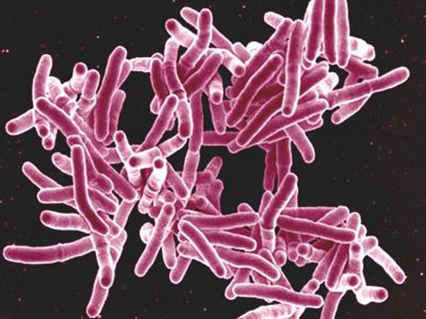 Novo antibiótico destrói bactérias e impede que desenvolvam resistência