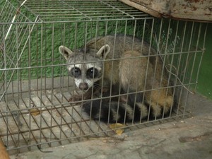 Em menos de dois meses, polícia apreende terceiro guaxinin na Zona Urbana de Teresina (Foto: Gil Oliveira/G1)