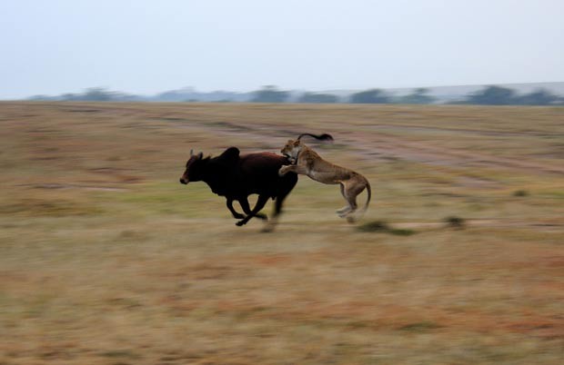 Em 2011, O fotógrafo de vida selvagem Paolo Torchio flagrou um boi em uma luta desesperada para escapar de um ataque de uma leoa na reserva de Maasai Mara, no Quênia. A perseguição entre predador e presa demorou 3,2 segundos, e a leoa chegou a cravar suas garras no bovino. No final, no entanto, o boi conseguiu fugir de virar refeição do grande felino. (Foto: Paolo Torchio/Barcroft USA/Getty Images)