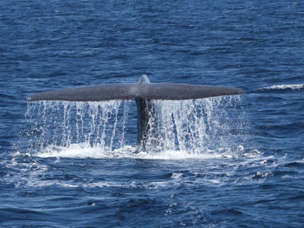 Pesquisadores descobrem que baleias azuis da Califórnia não correm mais risco de extinção (Foto: Thinkstock)