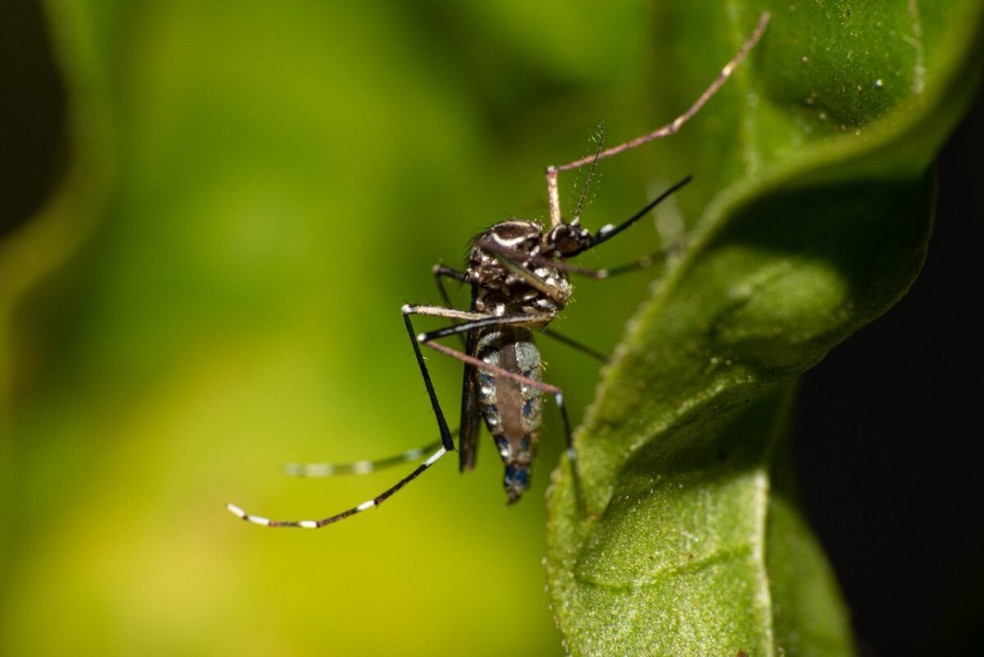 Casos confirmados de dengue no RN  crescem 192% em 2022 — Foto: Prefeitura de Cabo Frio 