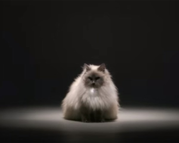 Dono pode escolher a voz que quer dar ao gato (Foto: Reprodução/ YouTube)