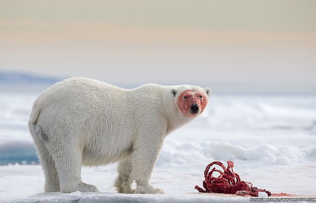 O registro de um urso polar em Svalbard, no Ártico, é uma das fotos que estão na exposição (Foto: Joshua Holko/www.tpoty.com/BBC)