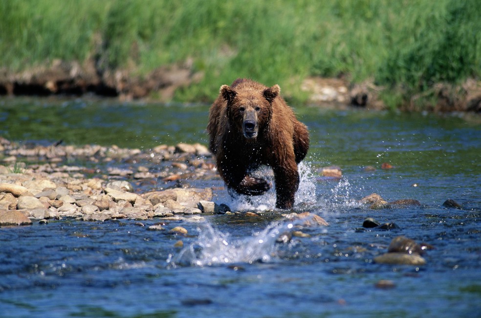 urso — Foto: Getty Images