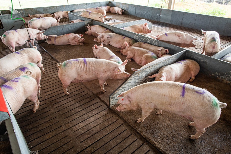 Peste suína africana volta a preocupar a China e o mercado internacional de carne suína