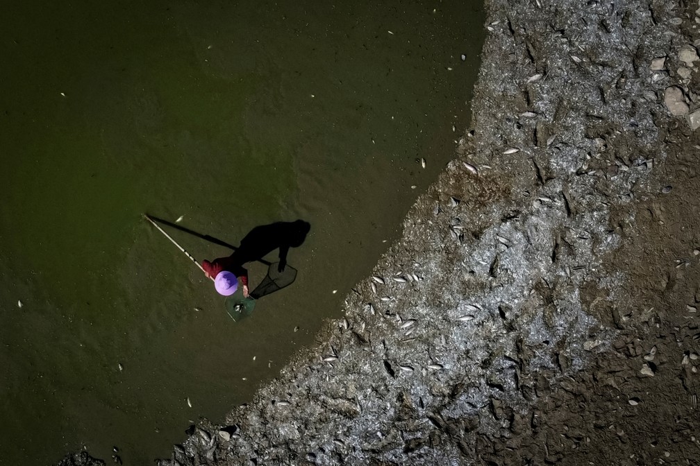 Peixes mortos na beira do lago Poyang, na China, em meio à forte seca — Foto: Reuters/Thomas Peter