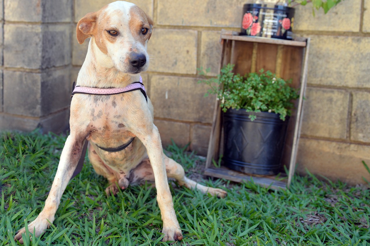 Lar temporário de animais promove feira de adoção em Limeira