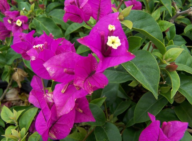 A Bougainvillea brasiliensis possui pequenas flores brancas e amarelas (Foto: Dmcolor Express / Reprodução)