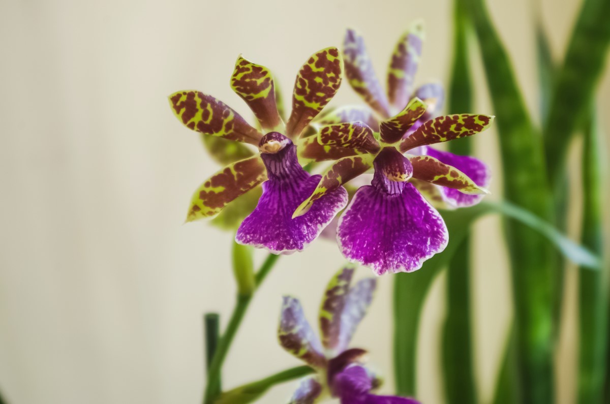 Zygopetalum: o gênero de orquídeas conhecido pelo perfume que exala - Casa  e Jardim | Plantas