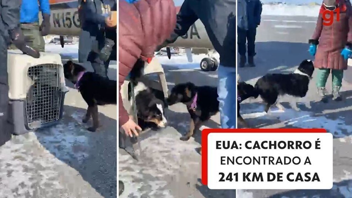 El perro se reencuentra con su familia después de caminar 241 kilómetros en Alaska;  vídeo |  mundo