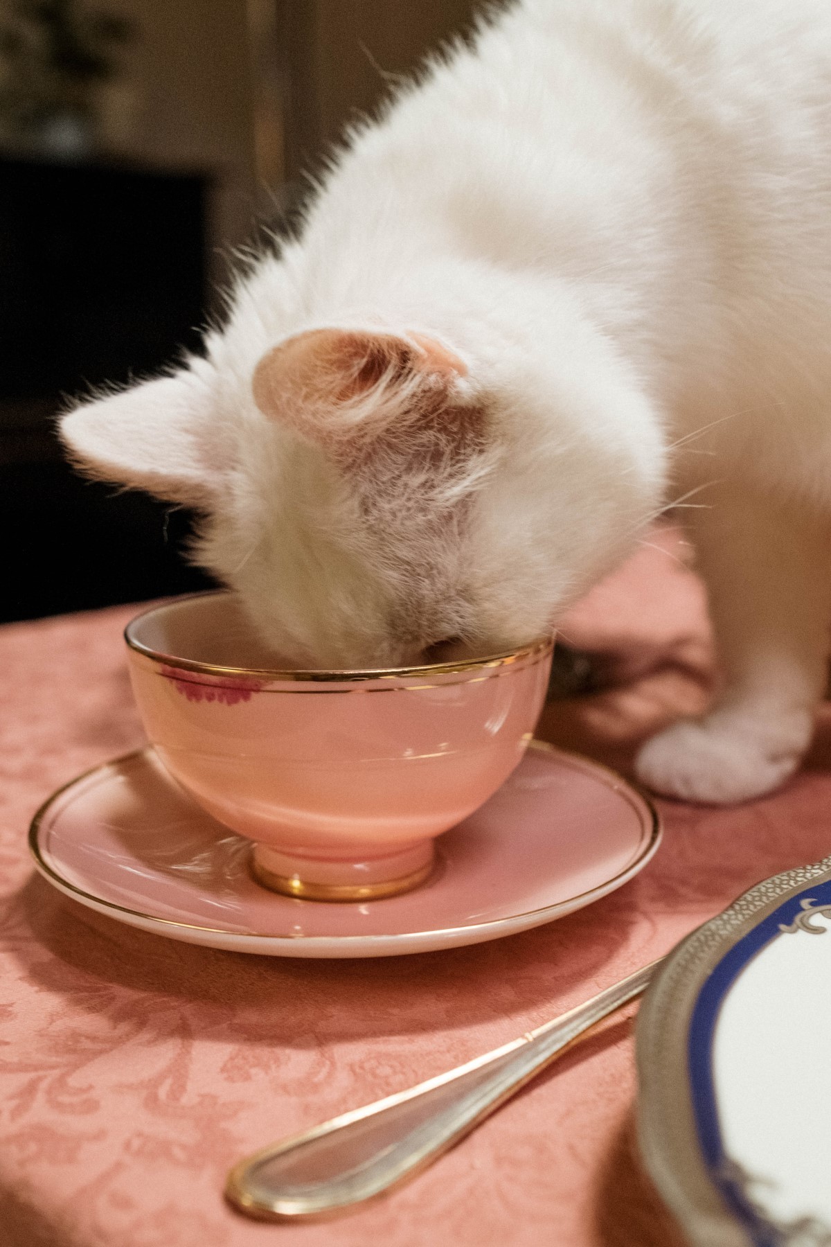Gatos bebem pouca água naturalmente, por isso, é adequado oferecer ração úmida para eles todos os dias (Foto: Pexels / cottonbro / CreativeCommons)