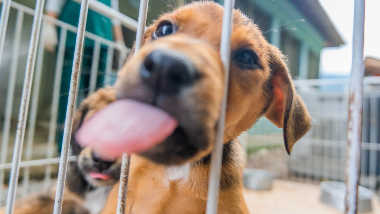 Feira de adoção de cães e gatos acontece no sábado (19) em Porto Velho