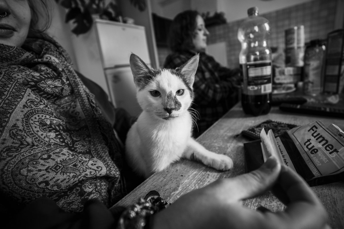 Os gatos também podem desenvolver problemas de saúde ao inalar a fumaça dos cigarros  (Foto: Flickr/ Théo Grandmaison/ CreativeCommons)