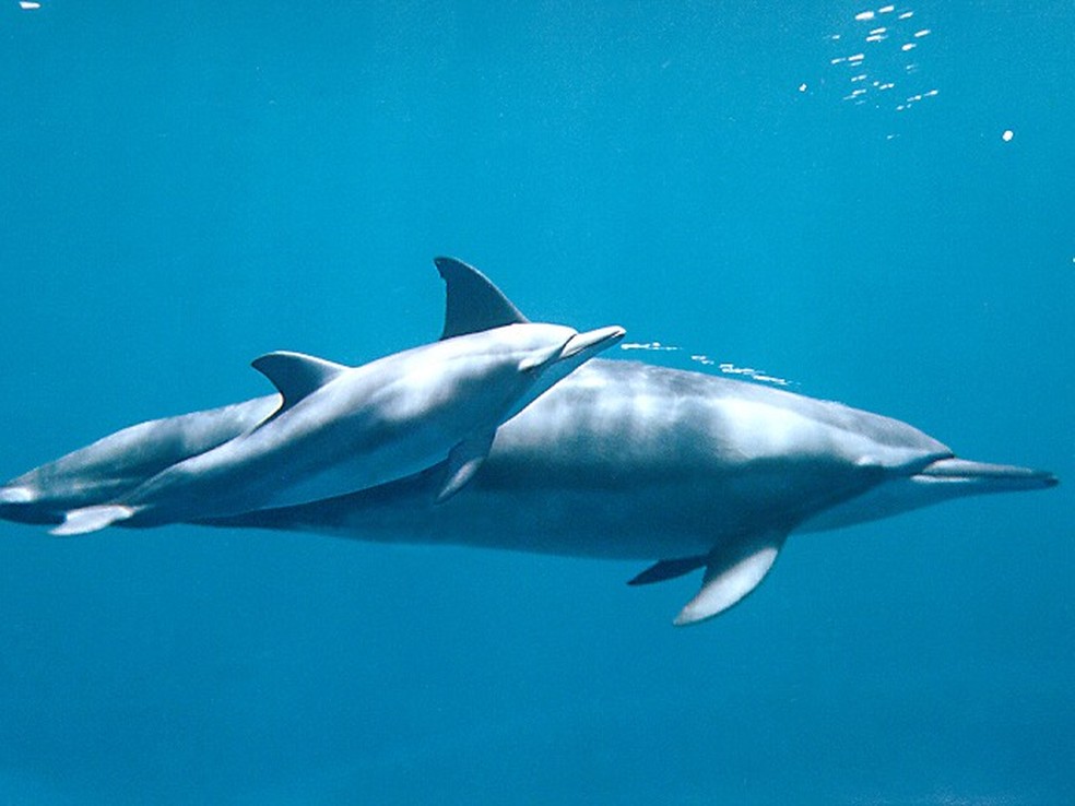 Os golfinhos-rotadores frequentam Noronha diariamente  — Foto: Projeto Golfinho Rotador/Divulgação