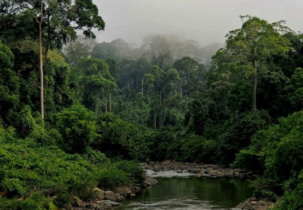 As florestas tropicais estão enfrentando ameaças de mudanças climáticas e condições meteorológicas extremas (Foto: DAVID BARTHOLOMEW via BBC)