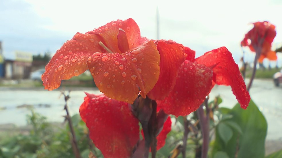 Gotas de chuva sobre pétalas de uma flor, no DF — Foto: TV Globo/Reprodução