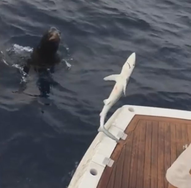 Foca foi flagrada tentando roubar pequeno tubarão de pescador (Foto: Reprodução/YouTube/Jordan Risheq)