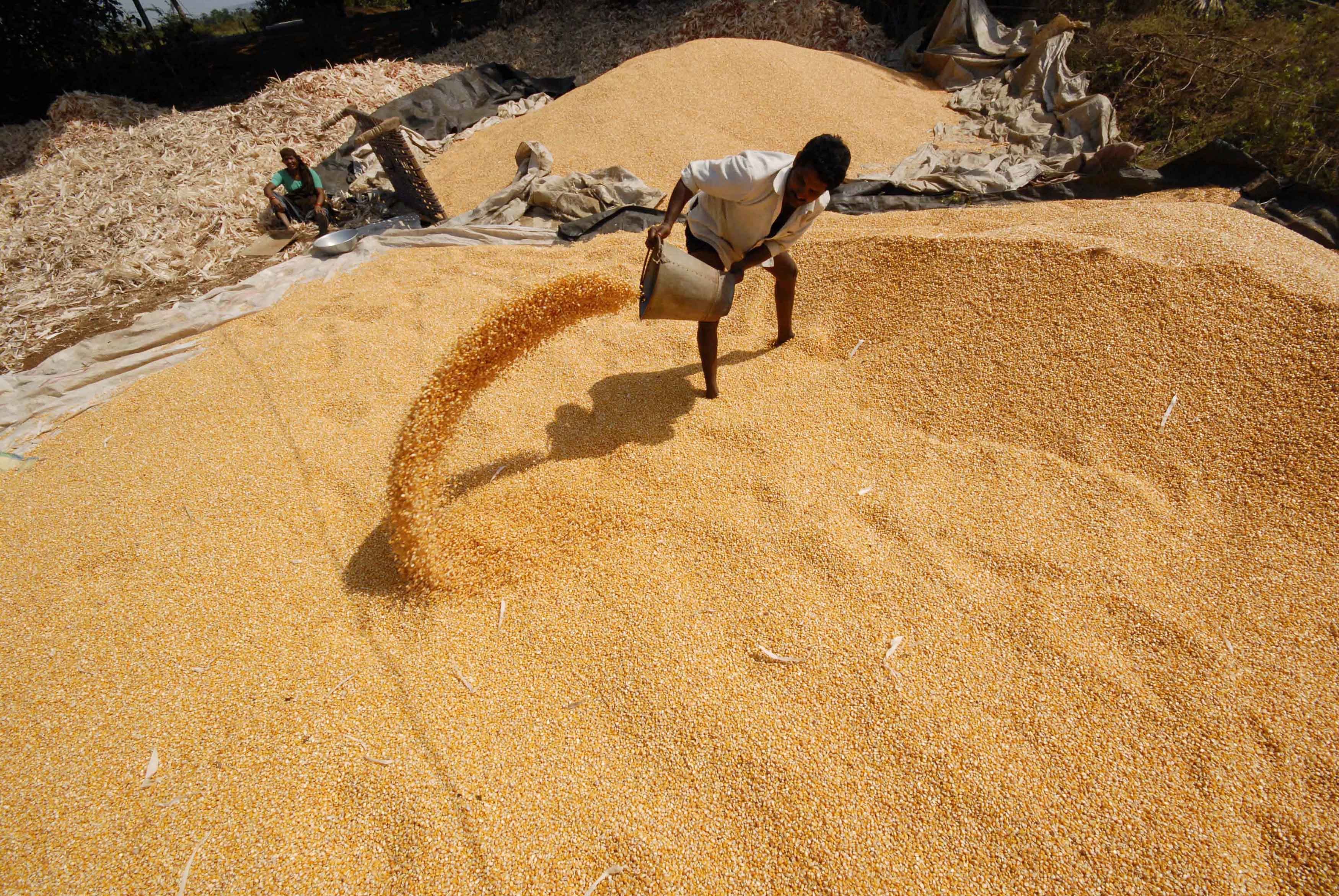 Trabalhador sobre estoque de milho na Índia  (Foto: REUTERS/Krishnendu Halder)