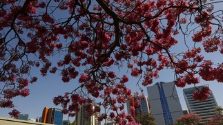 Com floração de ipês-roxo, paleta de cores varia entre tons de roxo e rosa na cidade de Brasília — Foto: Cristiano Mariz / Agência O Globo
