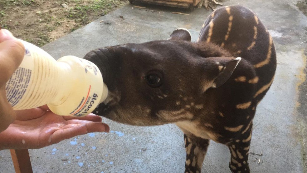 Filhote de anta deve ser levado a Rio Branco para centro de triagem  — Foto: Mazinho Rogério/G1
