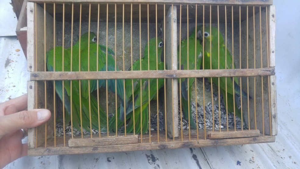 Aves foram resgatadas durante o fim de semana em Natal (Foto: Guarda Municipal de Natal/Divulgação)