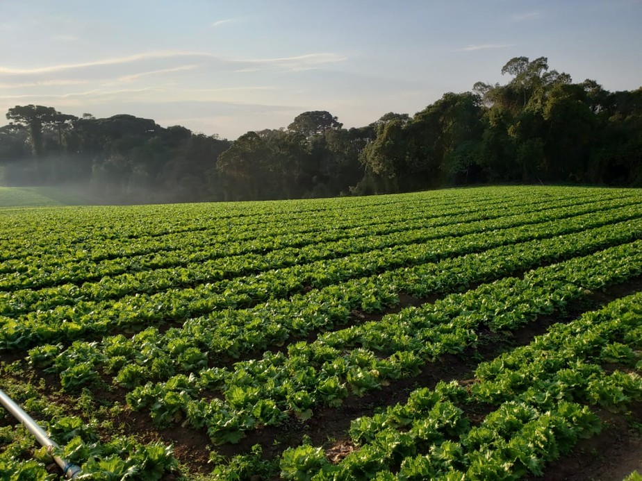 Segundo levantamento da Organis, país tem 25 mil unidades produtivas de orgânicos