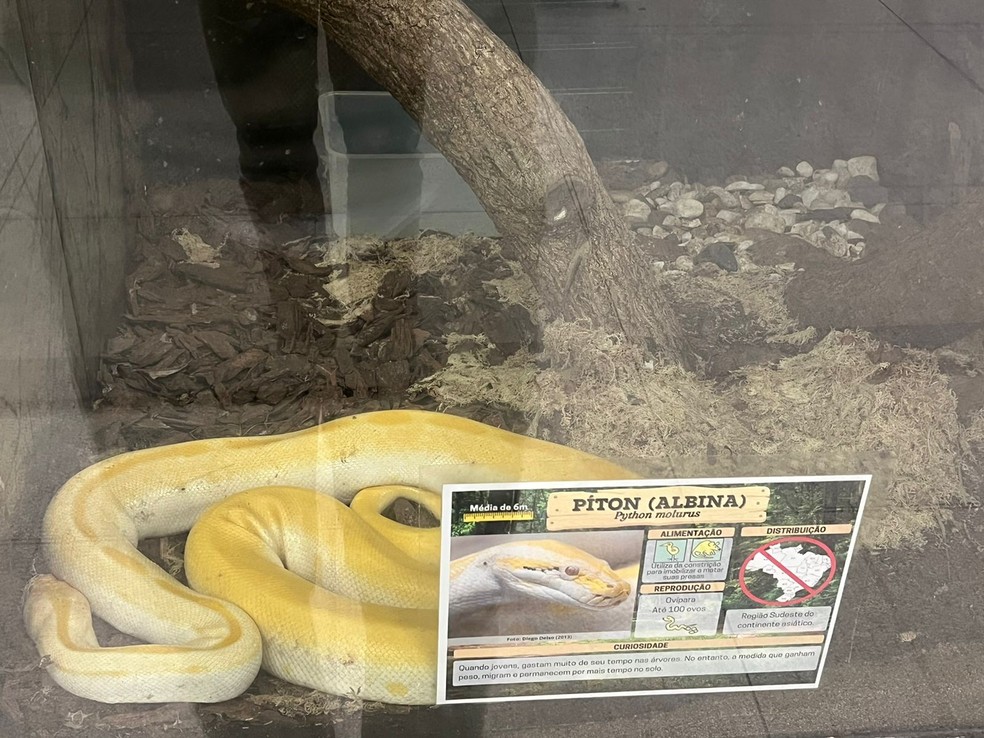 Visitas no museu das serpentes pode ser agenda para grupos em Botucatu — Foto: Adriano Baracho / TV TEM 