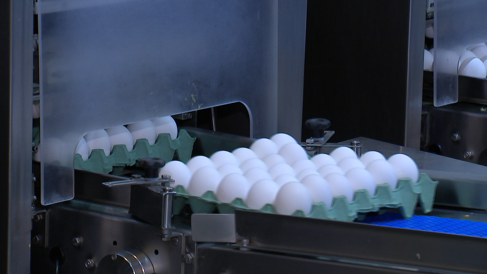 Bastos e municípios vizinhos garantem produção de milhões de ovos todos os dias
