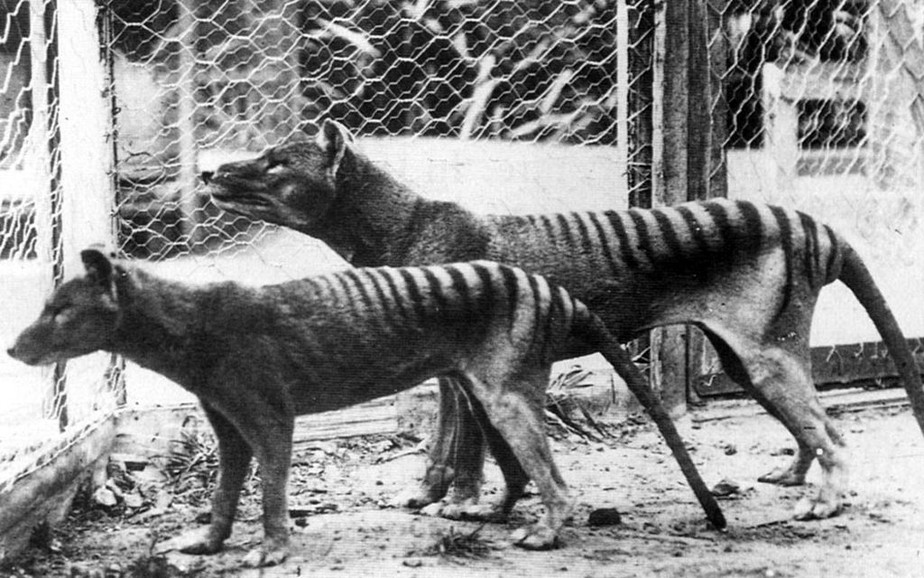 Tigres da Tasmânia, também conhecidos como lobos da Tasmânia, foram extintos em 1930.
