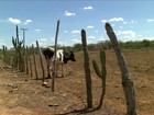 Seca dificulta cada vez mais a vida dos agricultores sertanejos da Paraíba