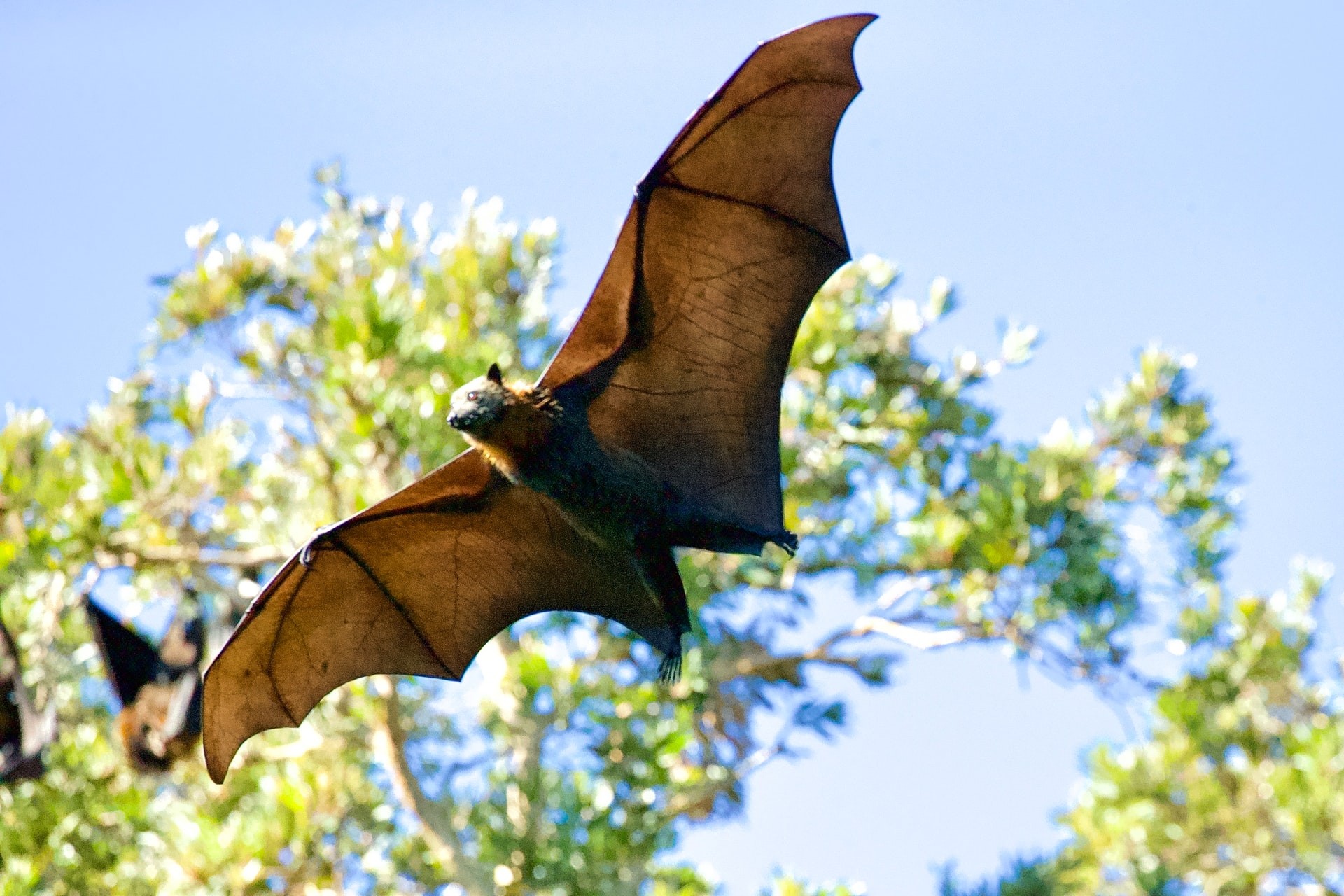 Pesquisadores descobrem nova espécie de morcego (Foto: Unsplash)