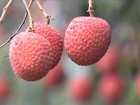 Chuva garante uma boa produção de lichia no centro-oeste paulista