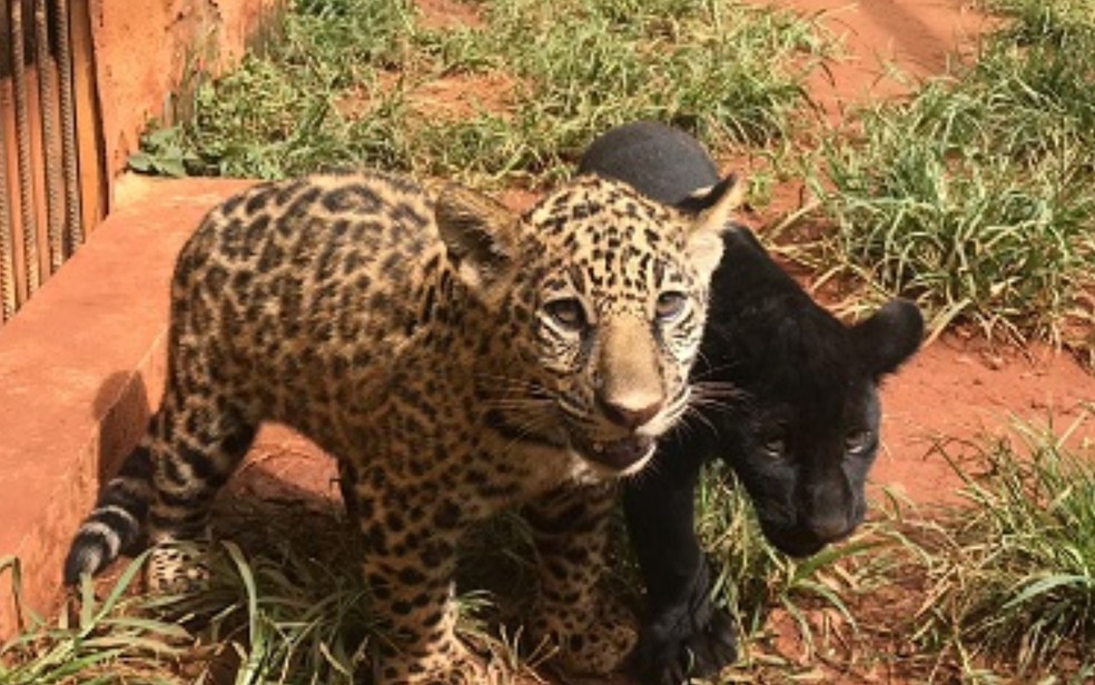 Filhotes de onças-pintadas narceram há três meses e um deles é ainda mais raro por ter nascido todo preto — Foto: Reprodução/ZooLógico de Goiânia