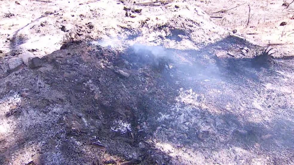 Coqueiral de Maracaípe, em Ipojuca, foi atingido por incêndio — Foto: Reprodução/TV Globo