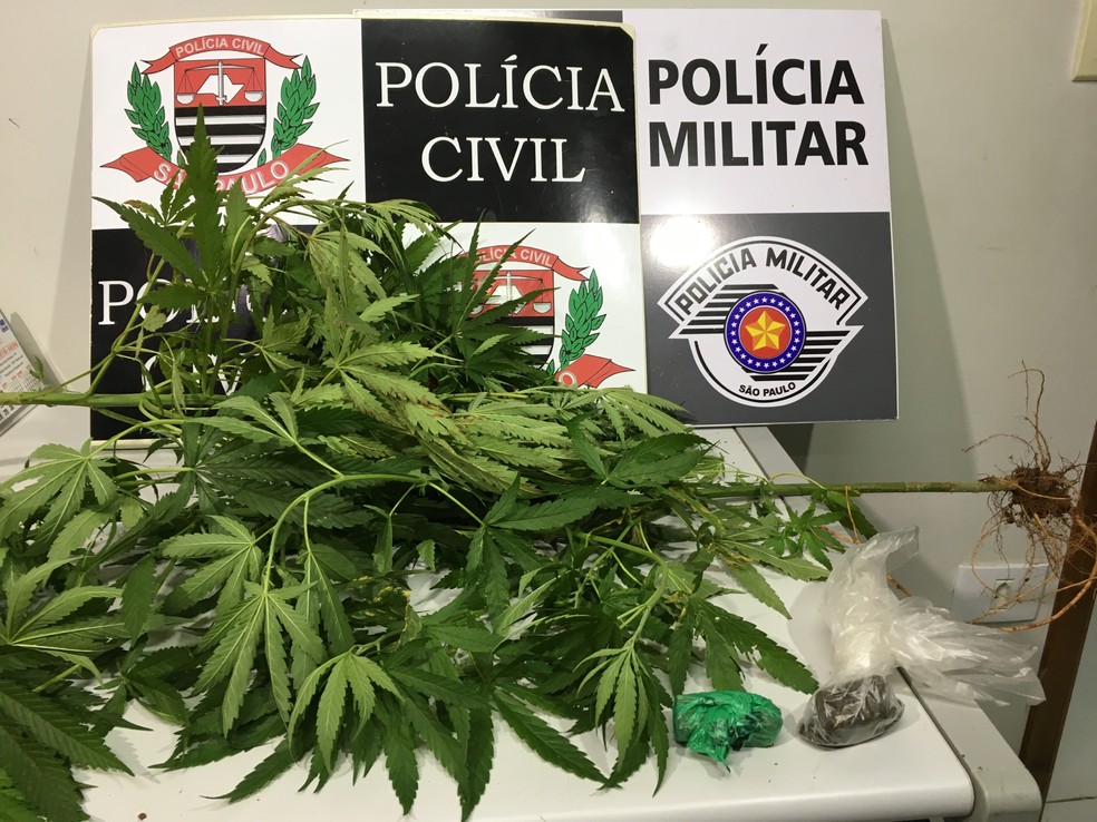Pés de maconha foram apreendidos durante a Operação Chora Chora (Foto: Wellington Roberto/G1)