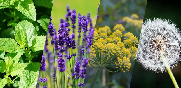 6 plantas que melhoram a energia da casa (Foto: Reprodução)