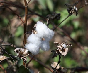 Produção de algodão poderá crescer 27% em 2022/23