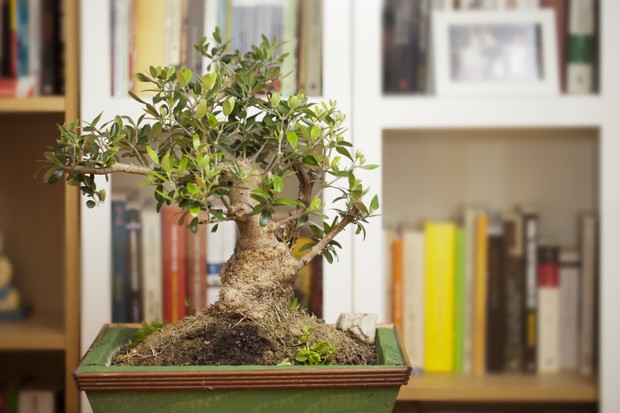 Olive tree bonsai in the library (Foto: Getty Images/iStockphoto)
